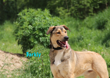 BARKLY, Hund, Mischlingshund in Russische Föderation - Bild 3