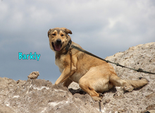 BARKLY, Hund, Mischlingshund in Russische Föderation - Bild 4