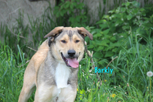BARKLY, Hund, Mischlingshund in Russische Föderation - Bild 5