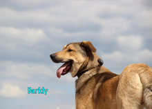 BARKLY, Hund, Mischlingshund in Russische Föderation - Bild 6