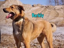 BARKLY, Hund, Mischlingshund in Russische Föderation - Bild 7