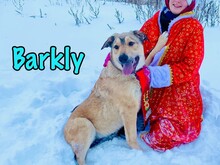 BARKLY, Hund, Mischlingshund in Russische Föderation - Bild 9
