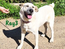 RAY3, Hund, Mischlingshund in Spanien - Bild 1