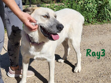 RAY3, Hund, Mischlingshund in Spanien - Bild 10