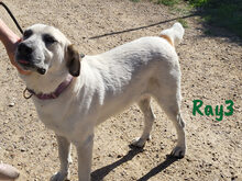 RAY3, Hund, Mischlingshund in Spanien - Bild 11