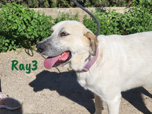 RAY3, Hund, Mischlingshund in Spanien - Bild 12