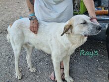 RAY3, Hund, Mischlingshund in Spanien - Bild 13