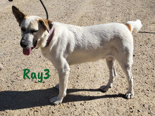 RAY3, Hund, Mischlingshund in Spanien - Bild 15