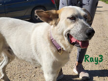 RAY3, Hund, Mischlingshund in Spanien - Bild 16