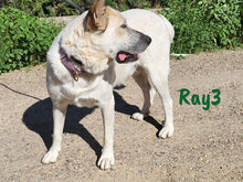 RAY3, Hund, Mischlingshund in Spanien - Bild 17