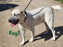 RAY3, Hund, Mischlingshund in Spanien - Bild 18