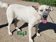 RAY3, Hund, Mischlingshund in Spanien - Bild 3