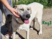 RAY3, Hund, Mischlingshund in Spanien - Bild 4