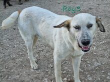 RAY3, Hund, Mischlingshund in Spanien - Bild 5