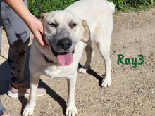 RAY3, Hund, Mischlingshund in Spanien - Bild 6