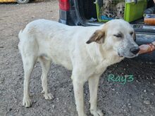 RAY3, Hund, Mischlingshund in Spanien - Bild 7