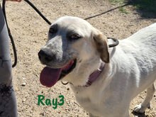 RAY3, Hund, Mischlingshund in Spanien - Bild 8