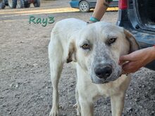 RAY3, Hund, Mischlingshund in Spanien - Bild 9