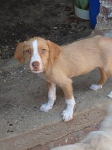 NAVABY, Hund, Mischlingshund in Bulgarien - Bild 2