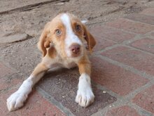 NAVABY, Hund, Mischlingshund in Bulgarien - Bild 3
