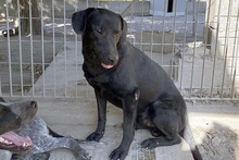 JACK, Hund, Mischlingshund in Italien - Bild 10