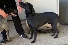 JACK, Hund, Mischlingshund in Italien - Bild 11