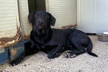JACK, Hund, Mischlingshund in Italien - Bild 12