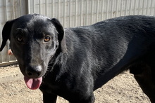 JACK, Hund, Mischlingshund in Italien - Bild 13