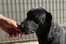 JACK, Hund, Mischlingshund in Italien - Bild 14