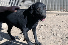 JACK, Hund, Mischlingshund in Italien - Bild 16