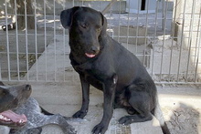 JACK, Hund, Mischlingshund in Italien - Bild 2