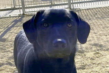 JACK, Hund, Mischlingshund in Italien - Bild 9