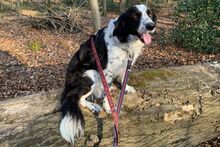 OMAR, Hund, Australian Shepherd-Mix in Italien - Bild 10