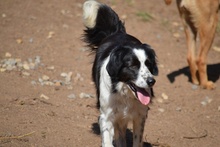 OMAR, Hund, Australian Shepherd-Mix in Italien - Bild 15