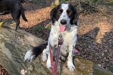 OMAR, Hund, Australian Shepherd-Mix in Italien - Bild 2