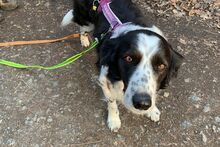 OMAR, Hund, Australian Shepherd-Mix in Italien - Bild 5