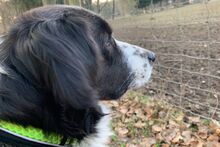 OMAR, Hund, Australian Shepherd-Mix in Italien - Bild 6