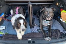 OMAR, Hund, Australian Shepherd-Mix in Italien - Bild 8