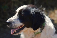 OMAR, Hund, Border Collie-Mix in Italien - Bild 10