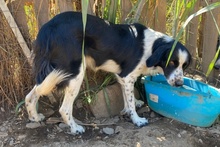 OMAR, Hund, Border Collie-Mix in Italien - Bild 23