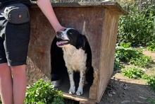 OMAR, Hund, Border Collie-Mix in Italien - Bild 29