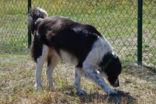 OMAR, Hund, Border Collie-Mix in Italien - Bild 9