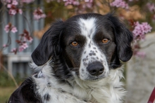 OMAR, Hund, Border Collie-Mix in Alfter