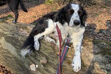 OMAR, Hund, Border Collie-Mix in Alfter - Bild 11