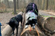 OMAR, Hund, Border Collie-Mix in Alfter - Bild 12