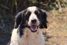 OMAR, Hund, Border Collie-Mix in Alfter - Bild 14