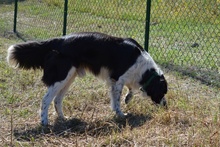 OMAR, Hund, Border Collie-Mix in Alfter - Bild 16