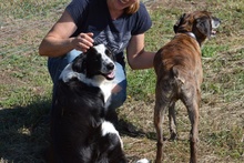 OMAR, Hund, Border Collie-Mix in Alfter - Bild 17