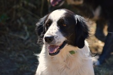 OMAR, Hund, Border Collie-Mix in Alfter - Bild 18