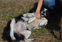 OMAR, Hund, Border Collie-Mix in Alfter - Bild 19